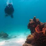 Coral Diving Examination