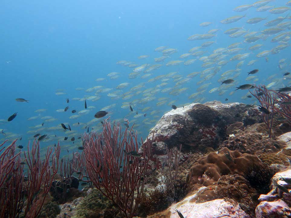 Coral Reef Koh Man Wichai Gulf Dive Site