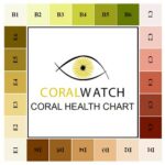 Coral Watch Reef Health Conservation