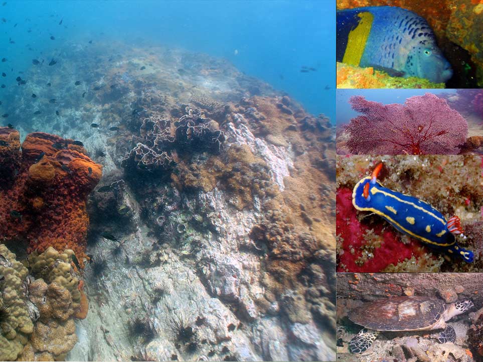 Koh Man Wichai Dive Site Pattaya Far Islands