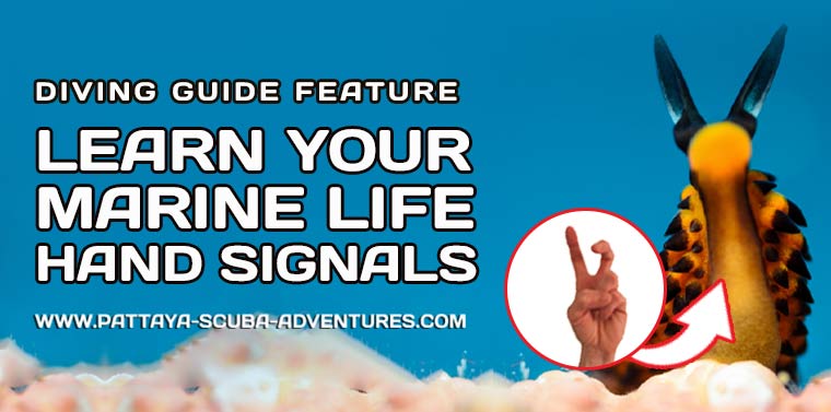 Learn Your Underwater Marine Life Diving Hand Signals
