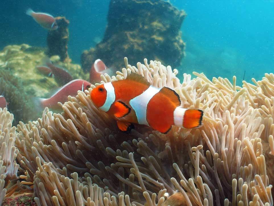 Nemo False Clownfish Koh Ron Nang Thailand
