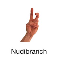 Nudibranch - Marine Life Diving Hand Signals