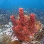 Pattaya Coral Reef Conservation