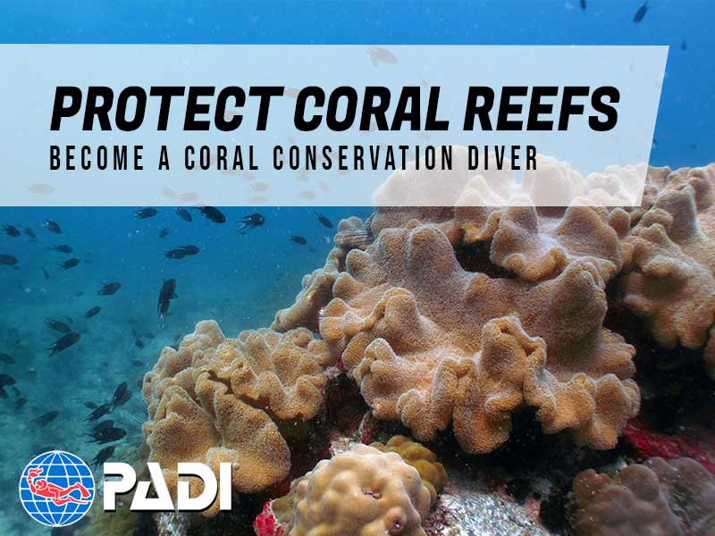Protect Coral Reefs PADI Conservation Diver Specialty Course