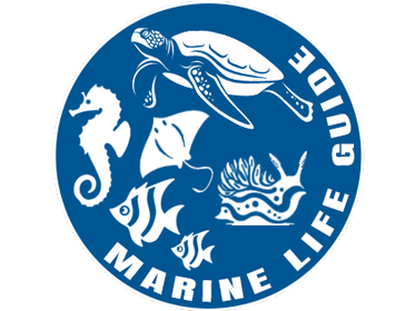 Thailand Marine Life Guide